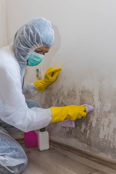 Best Comprehensive Air Testing for Mold Contaminants  in Lorado City, CO