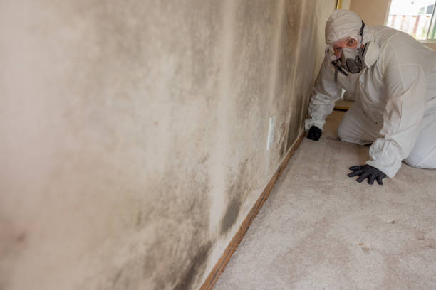 Trusted Colorado City, CO Mold Removal Experts